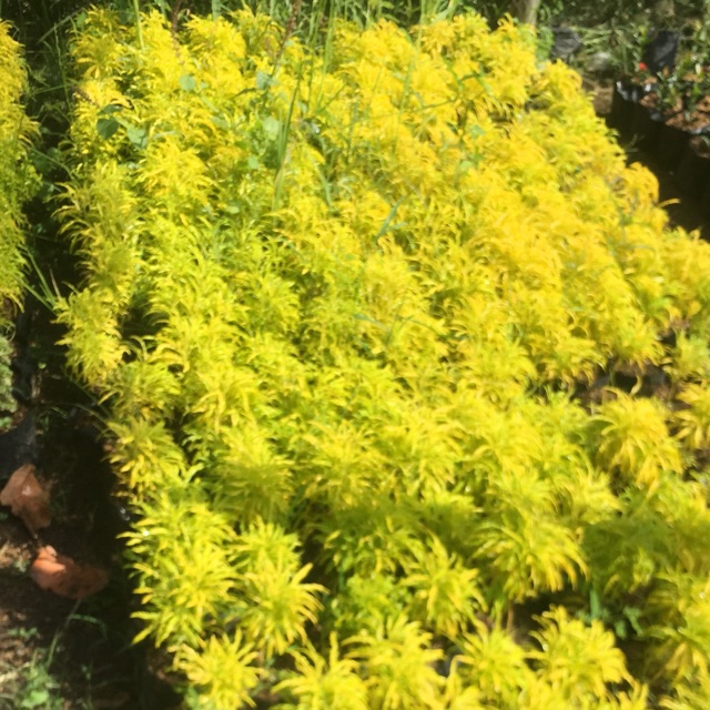 TANAMAN BROKOLI KUNING TANAMAN HIAS BROKOLI/Bunga hias brokoli