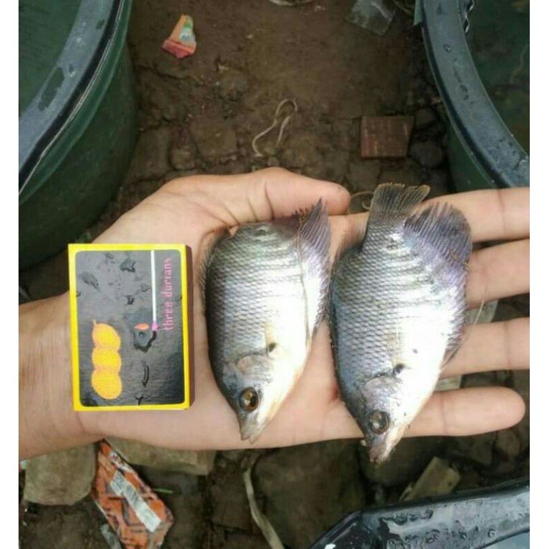 bibit ikan gurame ukuran korek kayu full