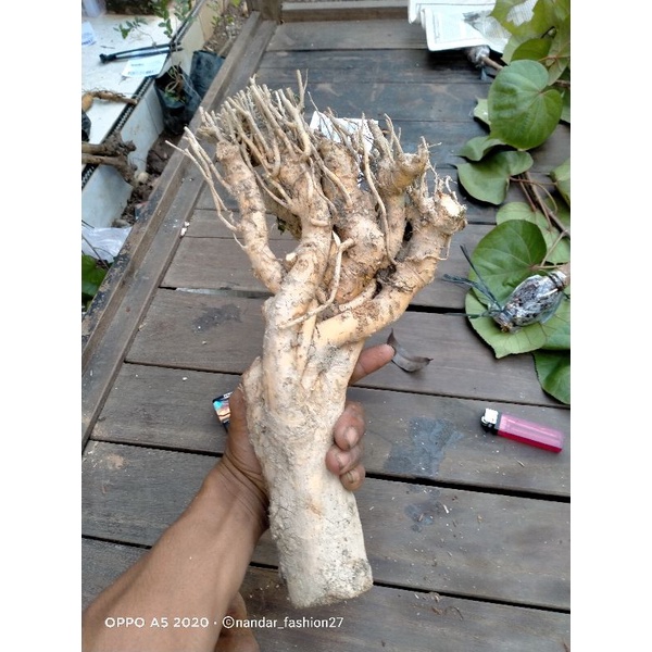 DONGKELAN BONSAI SERUT GRUPING MEDIUM 20K