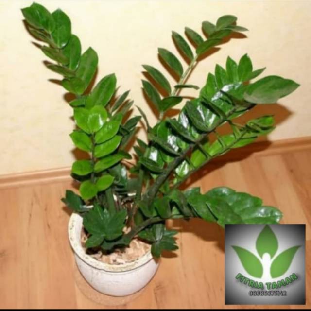 Pohon Dolar Zamia - Tanaman Hias Indoor Zamia Dolar - Dolar Zamia