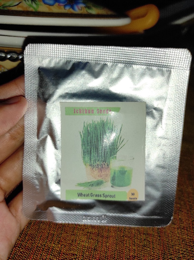 Benih Bibit Biji Wheat Grass Microgreen Rumput Gandum Kemasan Alumunium Foil