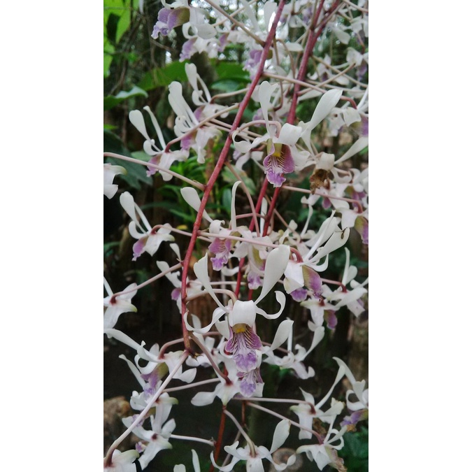 anggrek  dendrobium lineale dg