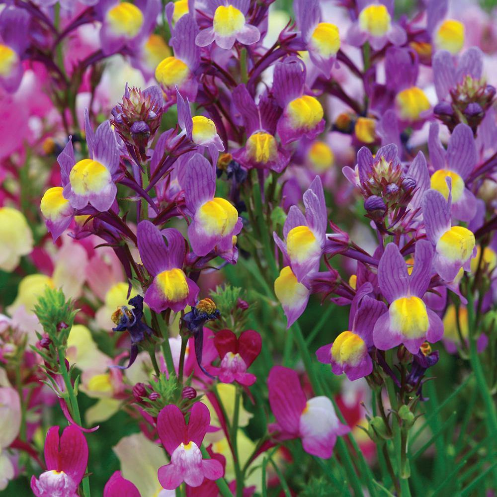 Benih Bibit Biji - Bunga Linaria Fairy Bouquet Mixed Flower Seeds - IMPORT