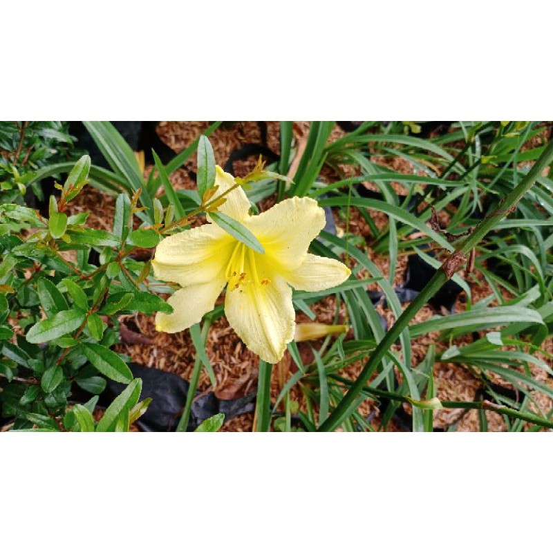 TANAMAN BUNGA LILY KUNING - BUNGA LILI KUNING DAY LILY - BIBIT BUNGA LILY