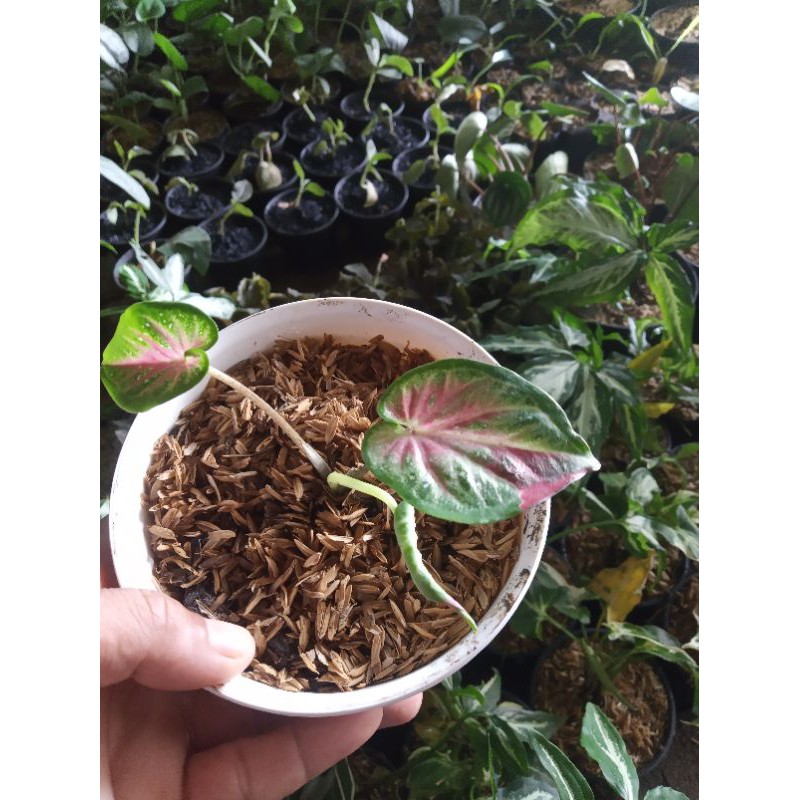 keladi cat tumpah/tanaman hias keladi cat tumpah anakan