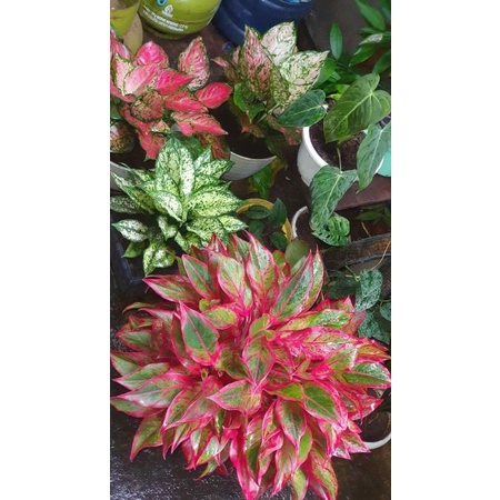 aglaonema djayantie bukan jayanti