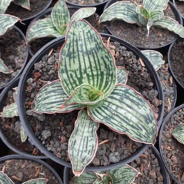 Sansevieria cleopatra