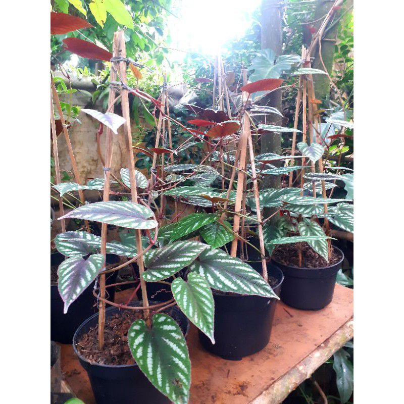 Tanaman Rambat Sirih Keraton - Sirih Keraton Merah