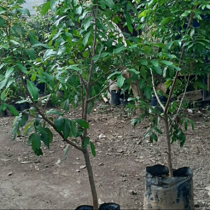 pohon buah kelengkeng kristal tinggi 2 meter.