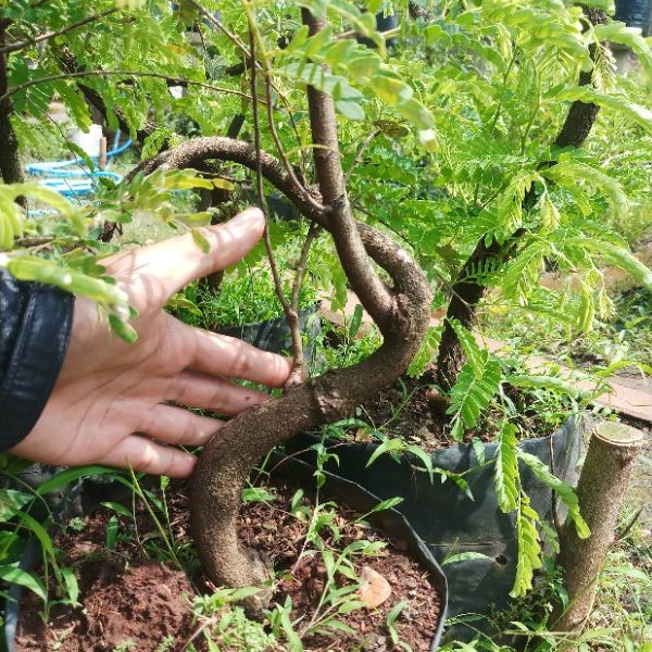 asem jawa bahan bonsai program dari biji