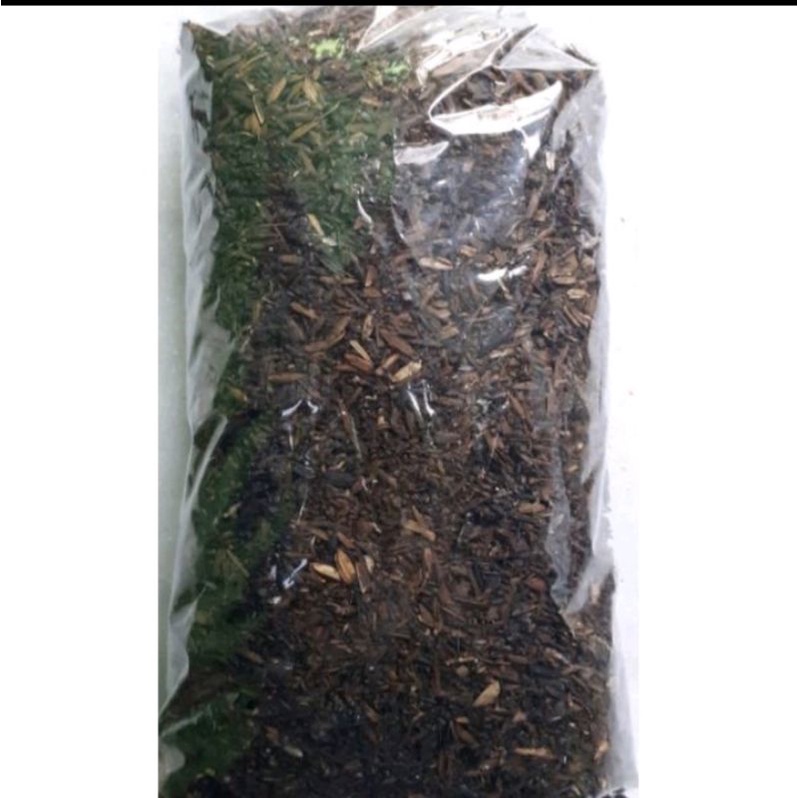 media tanam Kaktus siap pakai