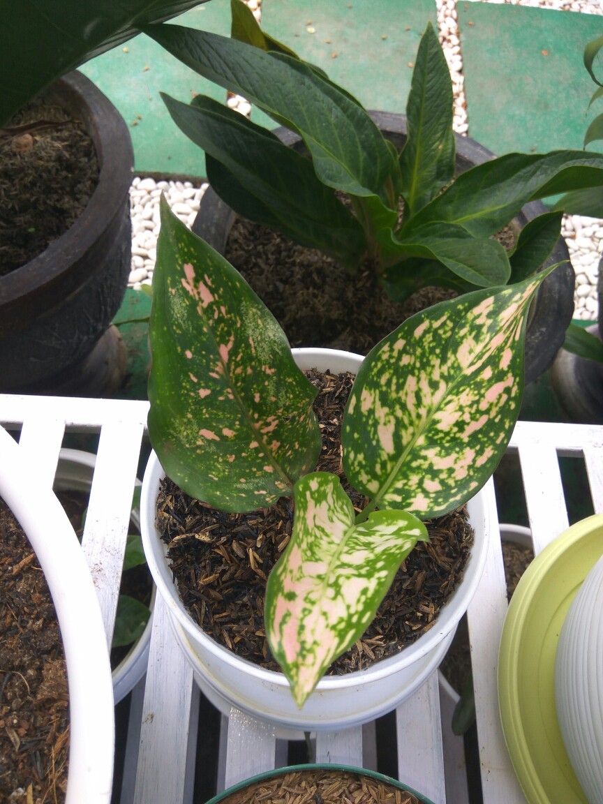 Tanaman Hias Aglonema Ruby Orangen