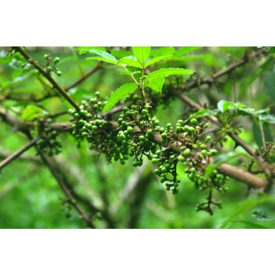

Andaliman pepper tapanuli organic/ biji andaliman - 500gr