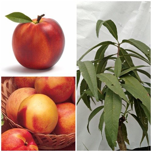 

Peach Nectarine