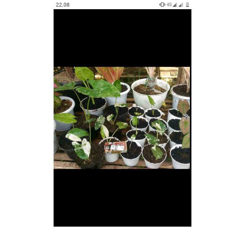 keladi sente varigata