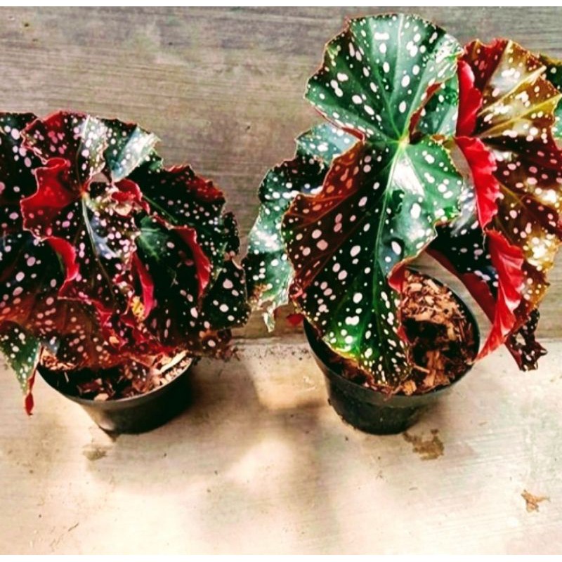 Bunga Begonia Polkadot Merah