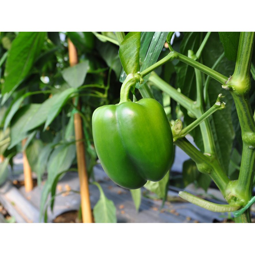 Benih Bibit Biji - Paprika Hijau Green Beauty Bell Sweet Pepper F1 Hibrida Seeds