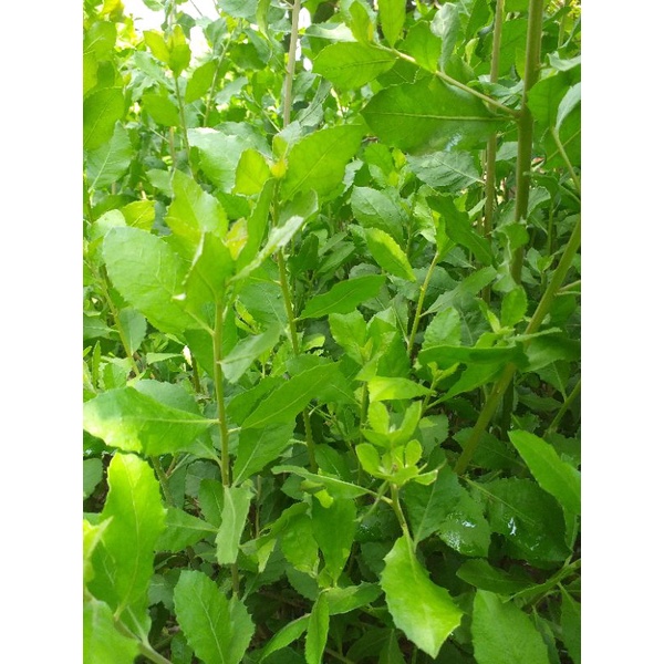 

Daun beluntas pucuk 500gram