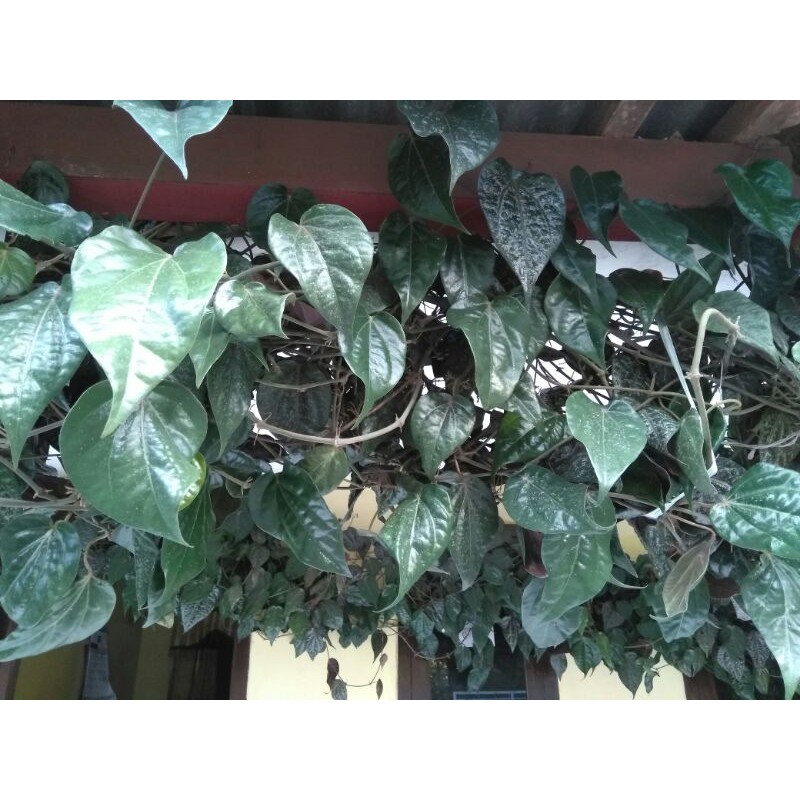 

DAUN SIRIH MERAH & HIJAU FRESH HARGA PERLEMBAR / HERBAL