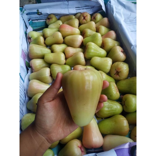 

JAMBU AIR MADU DELI SUPER MANIS