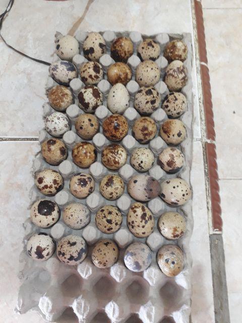 Telur Puyuh Fresh Per Kilogram Isi 90 Butir Indonesia