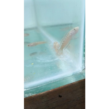 Limbata Baby CB merbabu Rim putih Grade A++