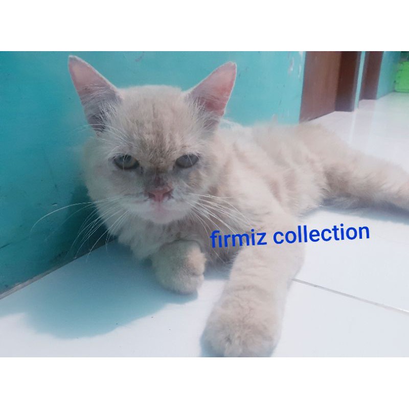Kucing Persia flatnose Bigbone exo Longhair(free Keranjang)