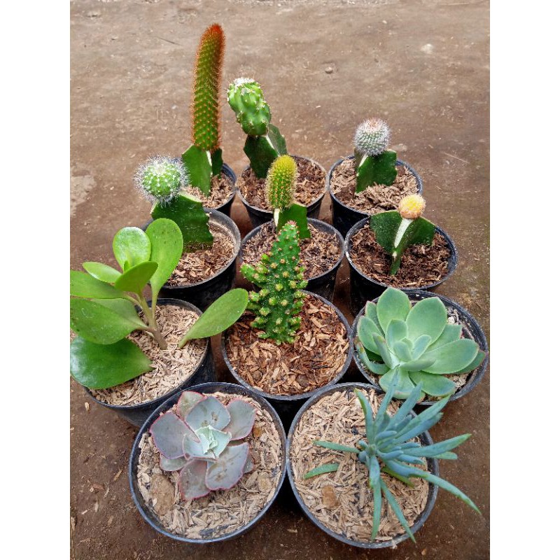 Paketan kaktus mix (campur kaktus &amp; sekulen)+ free pot8cm