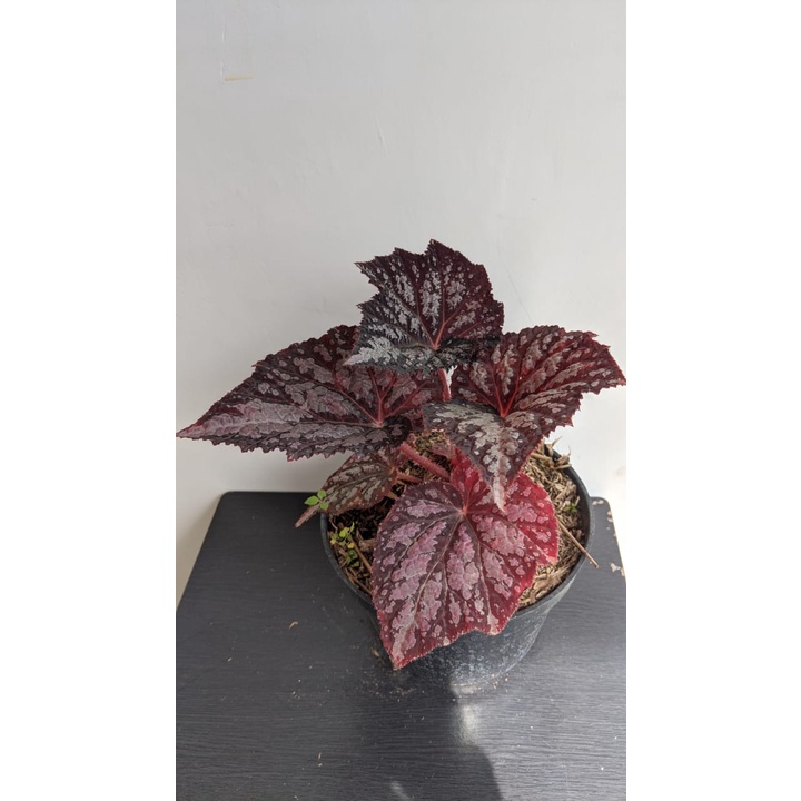 Begonia rex unik unik banyak variasi murah - begonia daun murah