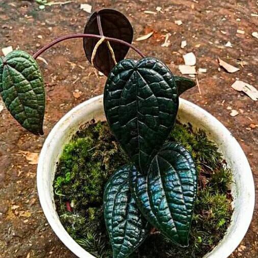 Tanaman Hias Sirih Hitam Langka Senapmena