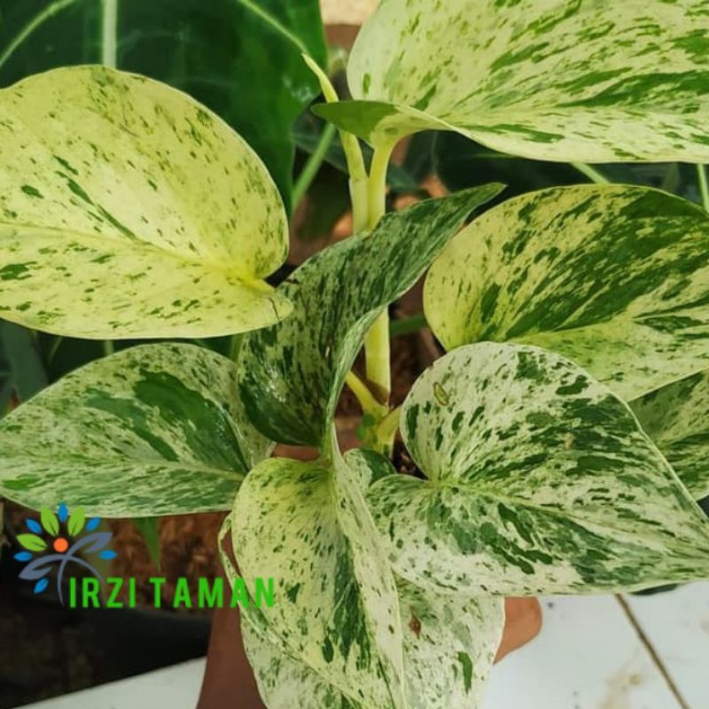 Srigading varigata #Jual Srigading Varigata Putih