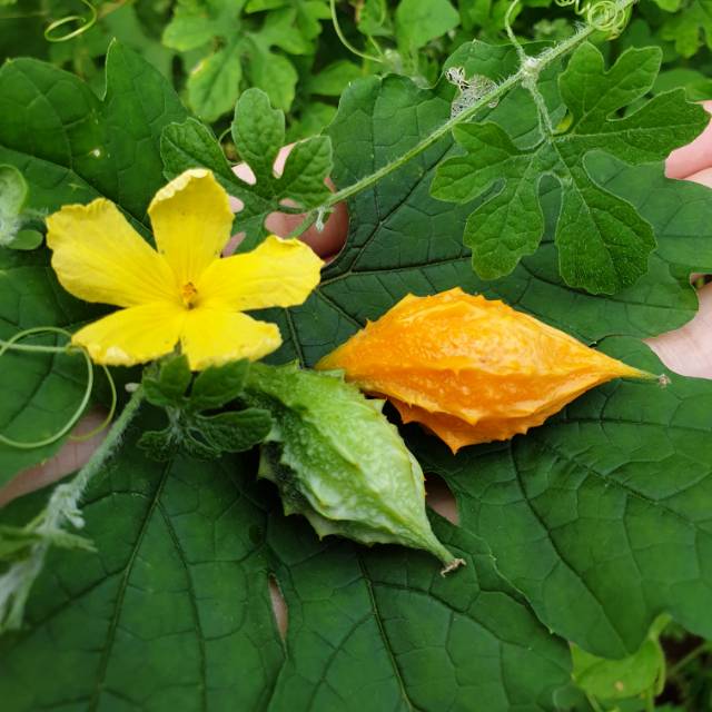 

Biji Pare indian / wild bitter melon