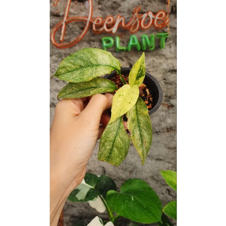 rhaphidophora puberula varigata trah menor