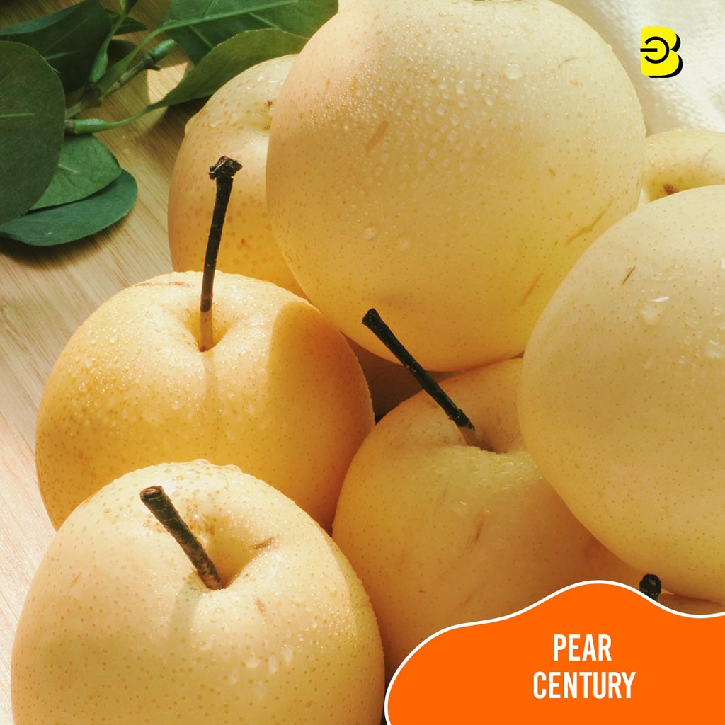 

BUAH PEAR CENTURY SEGAR MURAH | PROMO Pear Century 1 kg Belidikita Jakarta