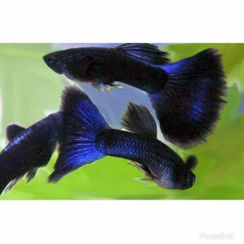 Ikan guppy blue moscow pasangan