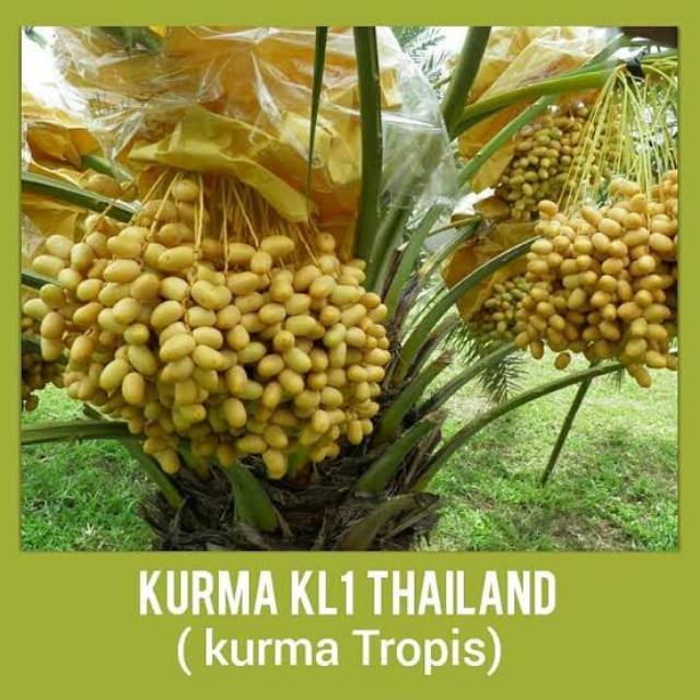 BIBIT TANAMAN KURMA KL1 THAILAND