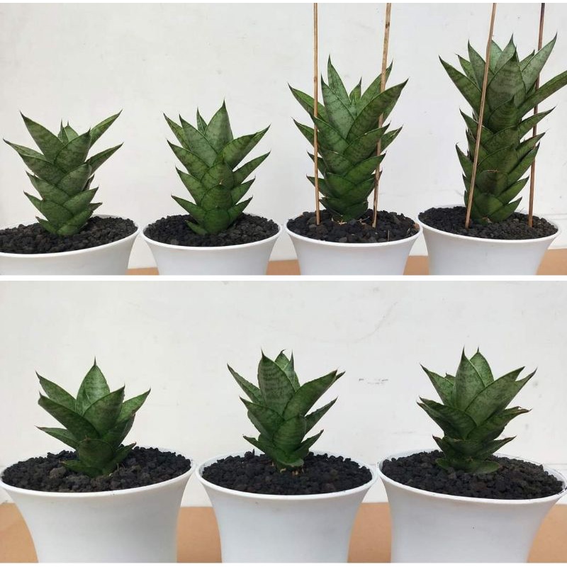 Lidah mertua Sansevieria hibrid pagoda tower hybrid Sanseviera  sanse sansivera