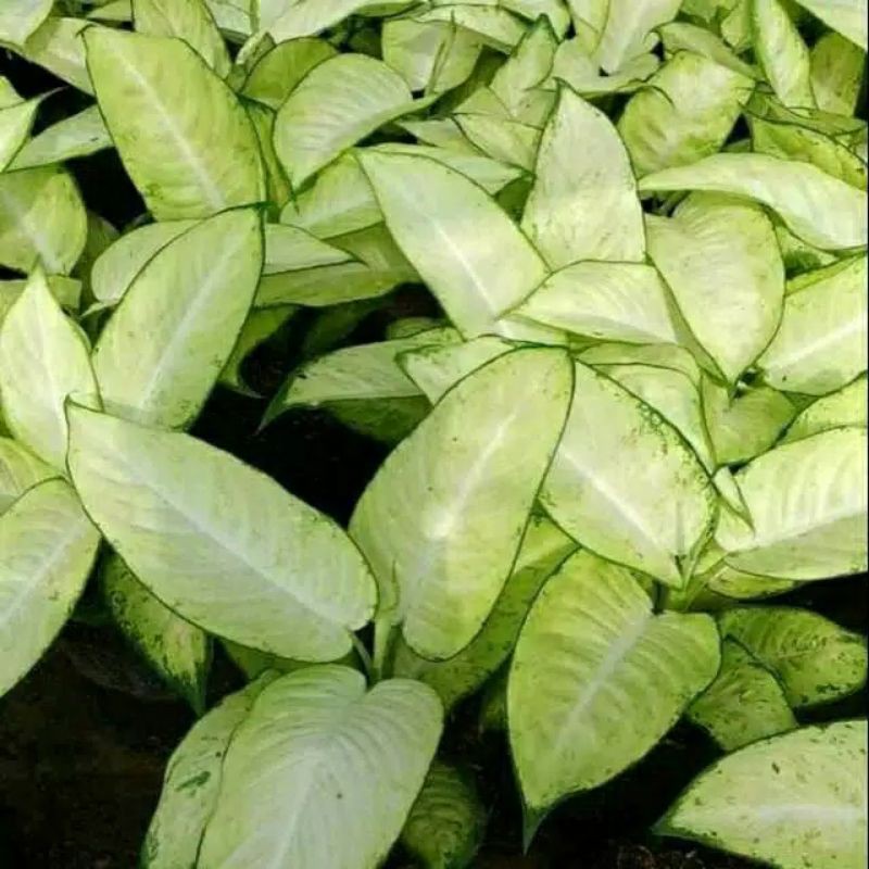 Tanaman hias aglonema tisu - Aglonema Tisu