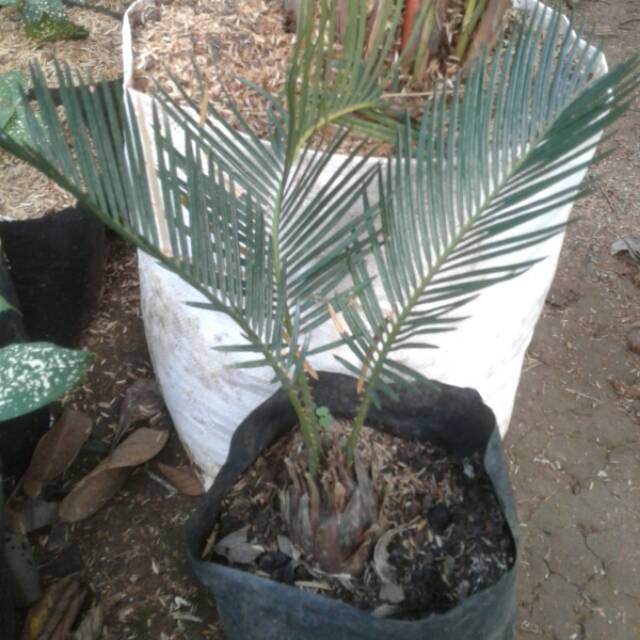 Promo Palem Sikas / Serit  Tanaman Pot Dekorasi Taman OeBDZLtxAMN0A