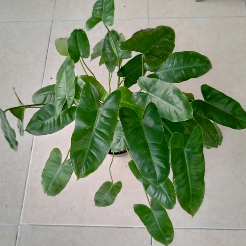 PILODENDRON BREKELE