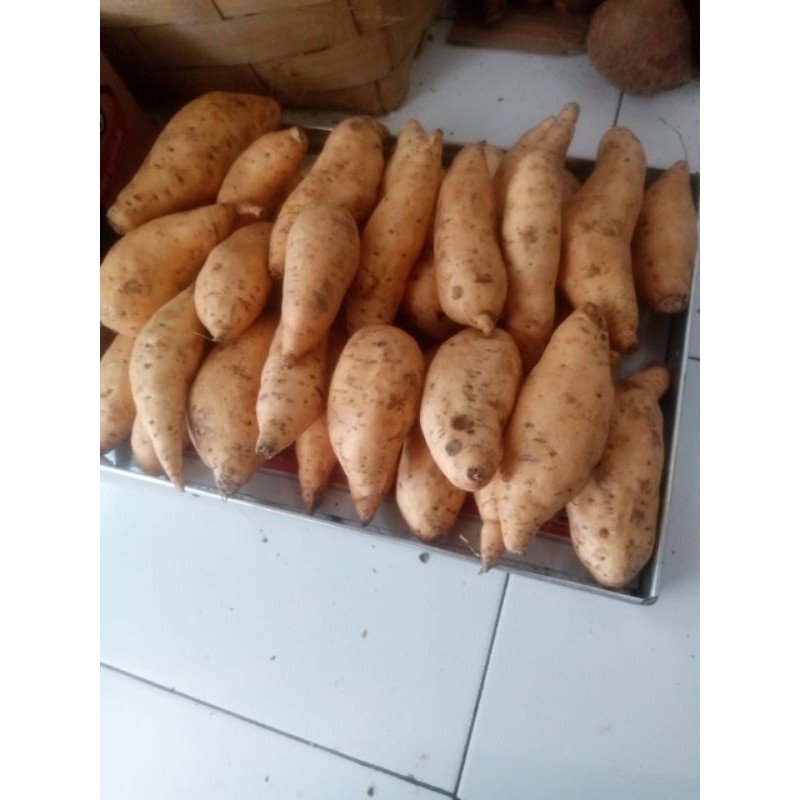 

ubi cilembu