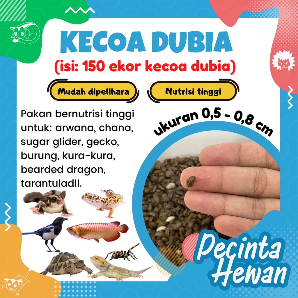 150 ekor Kecoa Dubia Anakan Makanan Hewan Peliharaan arwana chana sugar glider gecko burung bearded dragon tarantula kura kura
