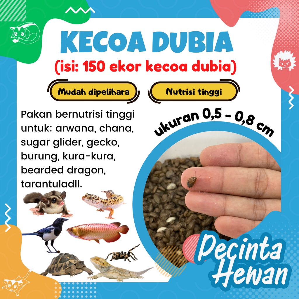 150 ekor Kecoa Dubia Anakan Makanan Hewan Peliharaan arwana chana sugar glider gecko burung bearded 