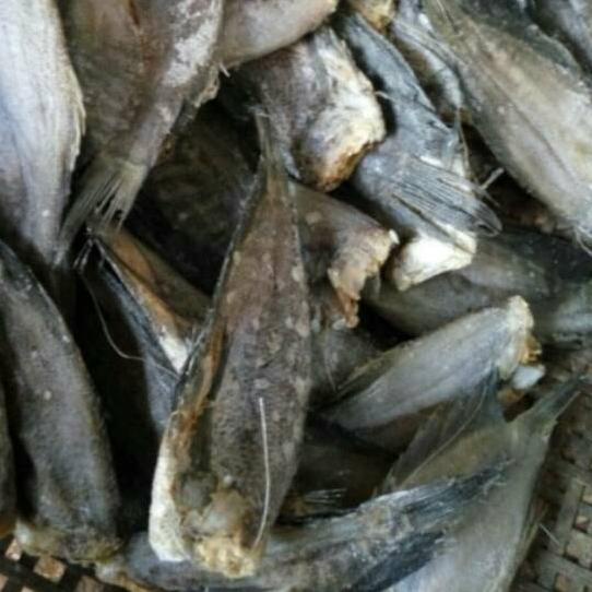 

PROMO HARI INI Sepat besar dan sedang 250gr murah