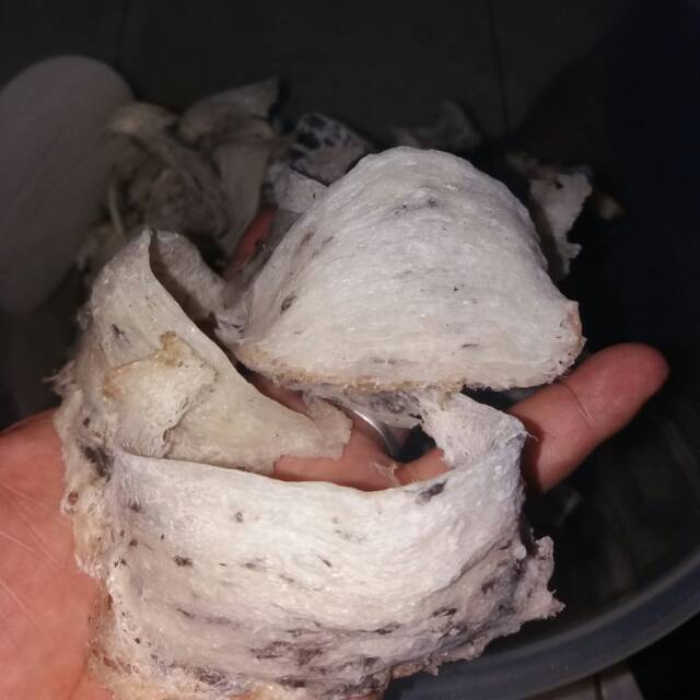 

Sarang Walet ( Herbal )