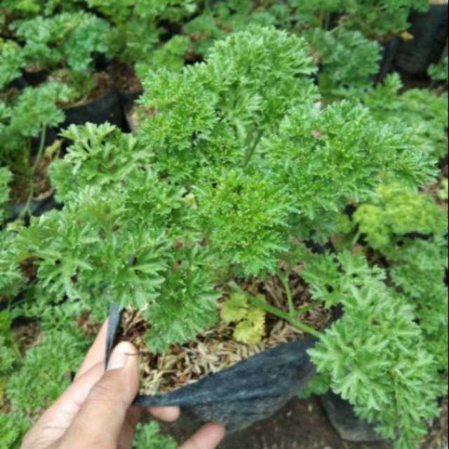 Tanaman herbal peterseli Parsley masakan