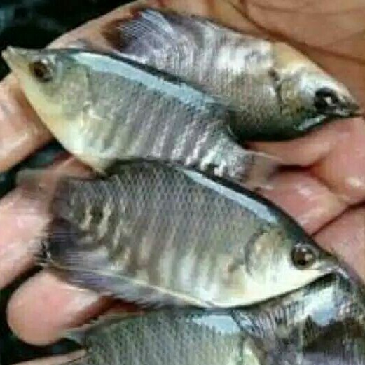 IKAN GURAME SOANG BIBIT PER 100 EKOR