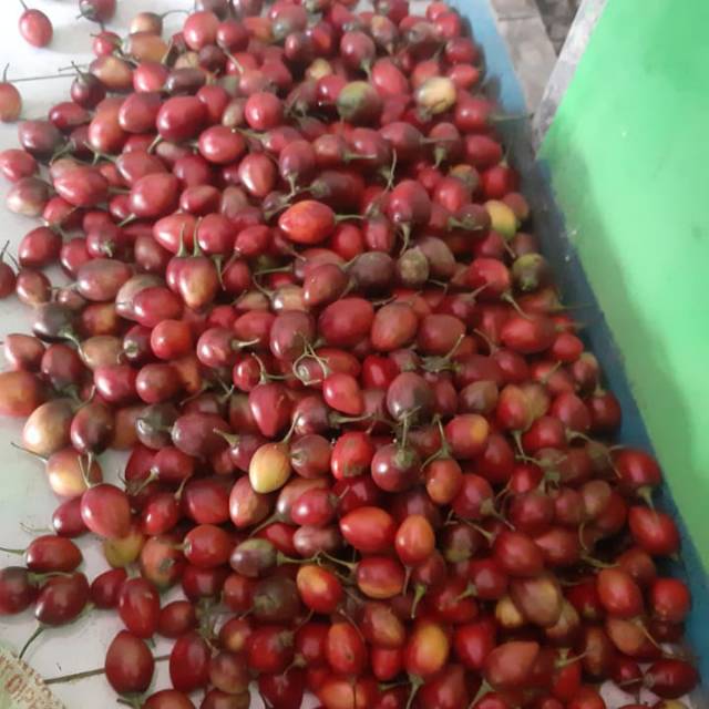 

Terong belanda