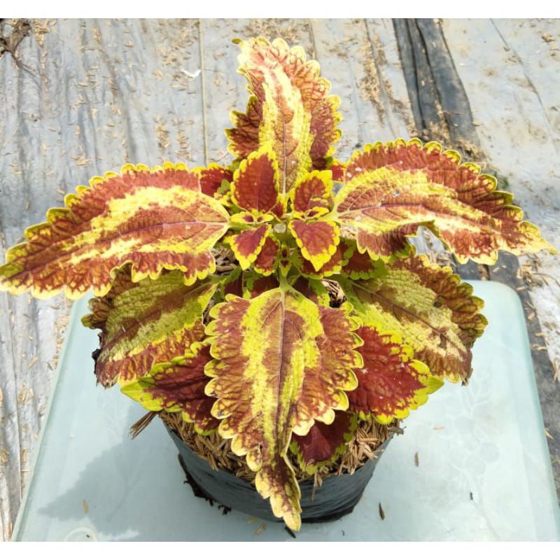 Tanaman Hias - Bibit bunga miana iler no.1