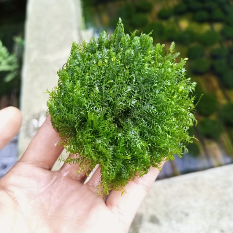 fisiden moss aquascape media wabikusa Tanaman Aquascape Low CO2